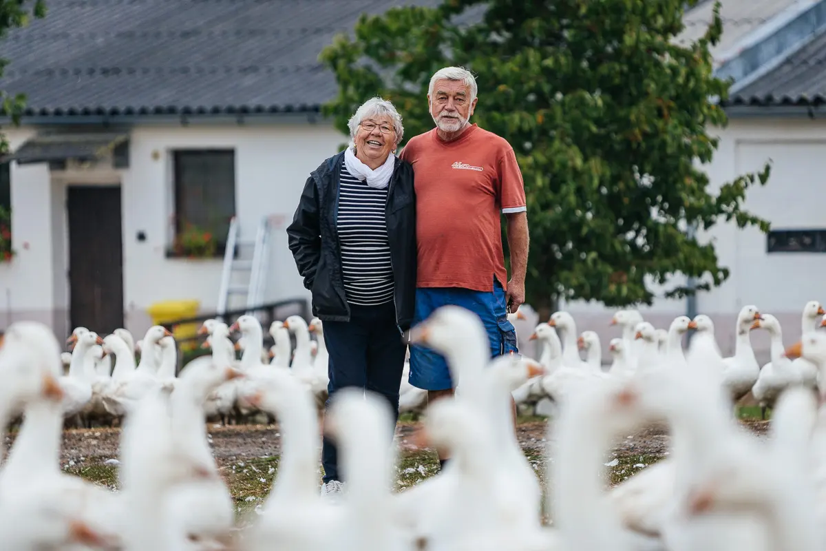 Elderly couple standing in a yard among geese.